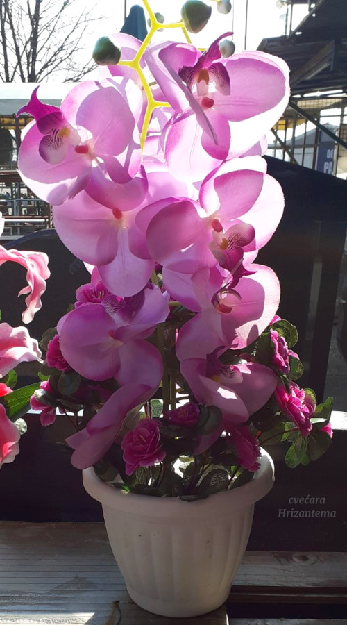 Roze orhideja vestacko cvece