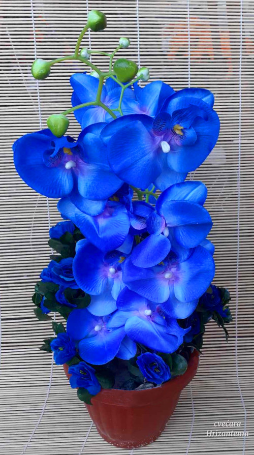 Plava orhideja vestacko cvece