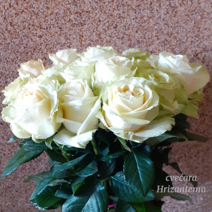 bela ruza prirodni rezani cvet