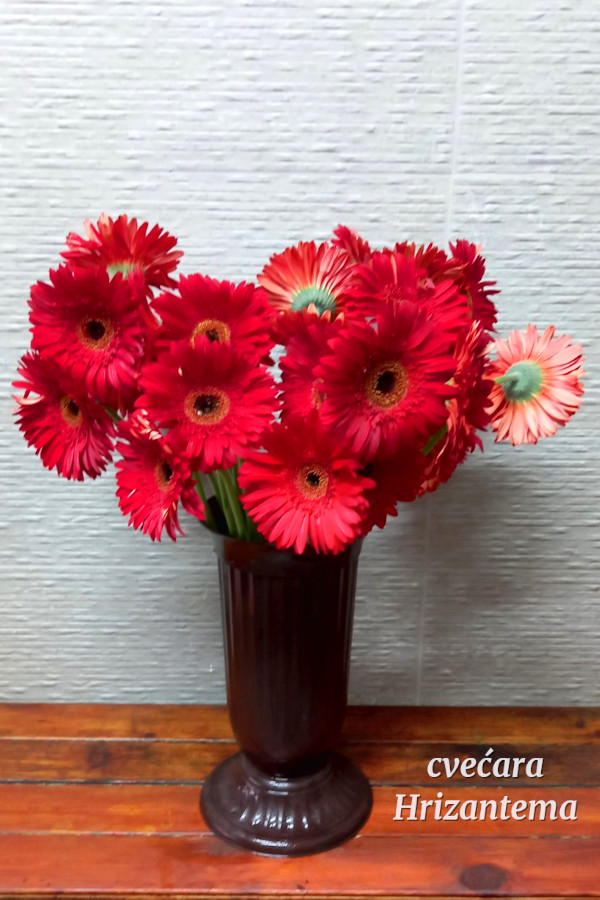 Crveni gerberi prirodni rezani komadni cvet