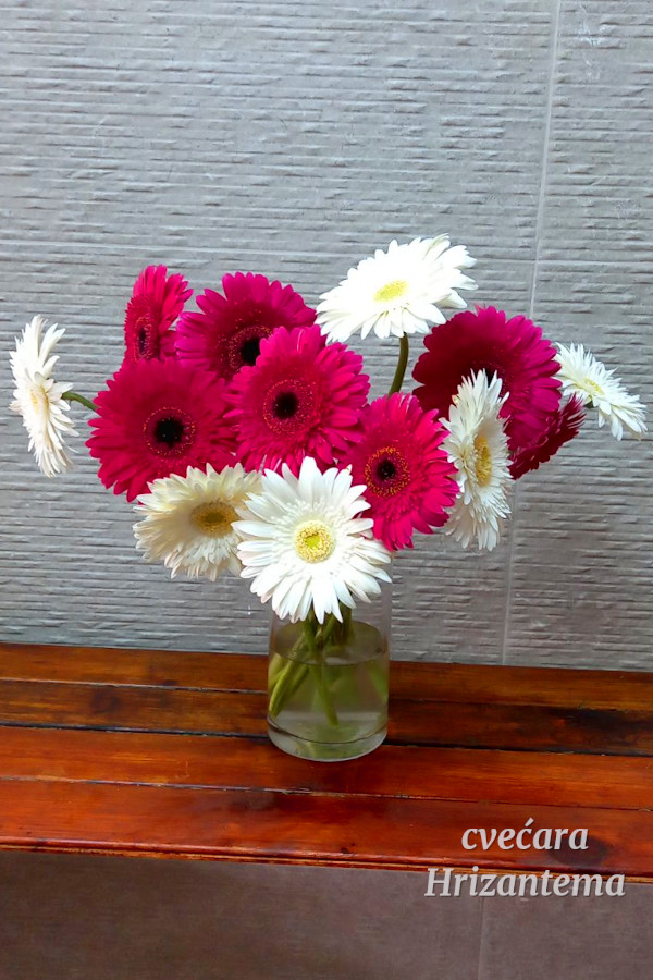 Ljubicasti gerberi beli gerberi prirodni rezani komadni cvet