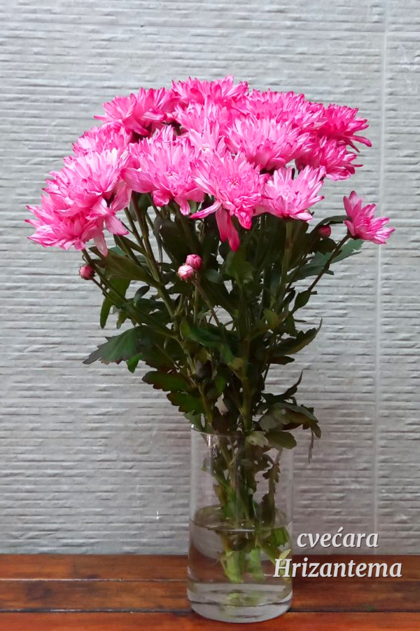 Roze margareta hrizantema vrsta baltika prirodni rezani komadni cvet